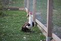 Muscovy duck male in permaculture garden
