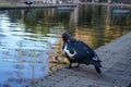 Muscovy duck at Maria Luisa Park Royalty Free Stock Photo