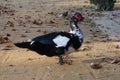 Muscovy duck at Maria Luisa Park Royalty Free Stock Photo