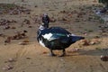 Muscovy duck at Maria Luisa Park Royalty Free Stock Photo