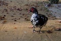 Muscovy duck at Maria Luisa Park Royalty Free Stock Photo