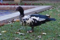 Muscovy duck at Maria Luisa Park Royalty Free Stock Photo