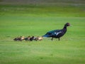 Muscovy Duck Momma with her ducklings