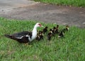 Muscovy Duck Mother Walks with Ducklings