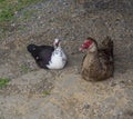 Muscovy duck Muscovy duck Cairina moschata sitting couple male and female, large duck native to Mexico, Central, and Royalty Free Stock Photo