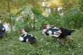 Muscovy Ducks in Laos