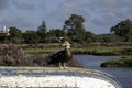 A muscovy duck on an old boat in the Chiclana de la Frontera marsh Royalty Free Stock Photo