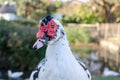 The Muscovy duck