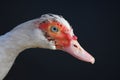 Muscovy Duck Portrait Royalty Free Stock Photo