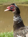 Muscovy duck portrait head detail Royalty Free Stock Photo