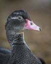 Muscovy duck portrait Royalty Free Stock Photo