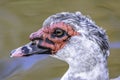 Muscovy duck portrait Royalty Free Stock Photo