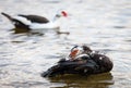 Muscovy Duck Preening