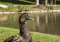 Muscovy duck at Prinknash Bird and Deer Park