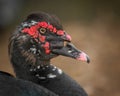 Muscovy duck profile portrait Royalty Free Stock Photo