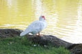 A Muscovy duck with red beak or caruncles near the lake Royalty Free Stock Photo