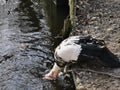 Muscovy duck with red head in action, catching fish in a lake, Cairina moschata, Rare species