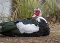 Muscovy duck resting in short grass near the shore of Sunset Bay on White Rock Lake in Dallas, Texas. Royalty Free Stock Photo