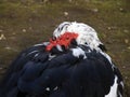 Muscovy duck in rome Villa Borghese lake Royalty Free Stock Photo