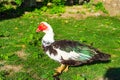 Muscovy duck at Sea Garden Varna Bulgaria Royalty Free Stock Photo