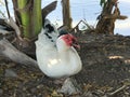 Muscovy duck sitting beside the lake