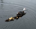 Muscovy Duck Swimming With Four Ducklings