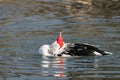 Muscovy, duck, upturned Royalty Free Stock Photo