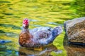 Muscovy Duck wading in Shallow waters