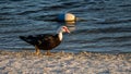 Muscovy Duck Walking, Lake at The Hammocks, Kendall, Florida
