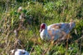 Muscovy duck walking in the tall sunlit grass