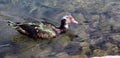 Muscovy duck with white head swimming