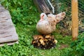 Muscovy duck with young ducklings outdoor, mother broody duck cares about her offspring Royalty Free Stock Photo