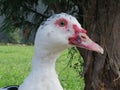 Muscovy duck.. Young femal