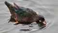 Muscovy DuckCairina moschata Belelle River Neda