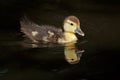 Muscovy duckling Royalty Free Stock Photo