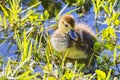 Muscovy Duckling At The Edge Of A Pond Royalty Free Stock Photo