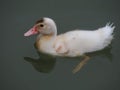 Muscovy Duckling Floating in a Pond with Gray Green Water Royalty Free Stock Photo