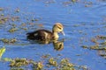 Muscovy Duckling In A Pond