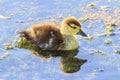 Muscovy Duckling In A Shallow Pond Royalty Free Stock Photo