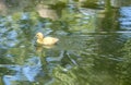 Muscovy Duckling Swimming in a Pond 1 Royalty Free Stock Photo