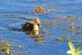 Muscovy Duckling Swimming In A Pond