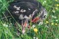 A muscovy ducks Cairina moschata outside on the grass Royalty Free Stock Photo