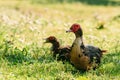 Muscovy Ducks on the green grass(Cairina moschata)