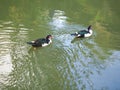 Muscovy ducks in Green Lake Royalty Free Stock Photo