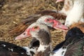 Muscovy ducks have a reast in poultry. Duck friendship Royalty Free Stock Photo