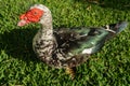 Muscovy ducks have red, fleshy protuberances on the face. Very sociable birds