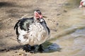 A muscovy ducks