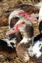 Muscovy ducks have a rest in poultry. Duck friendship. Couple of beloved