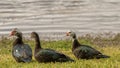 Muscovy Ducks, Lake at The Hammocks, Kendall, Florida