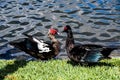 Muscovy Ducks Meeting at the Pond